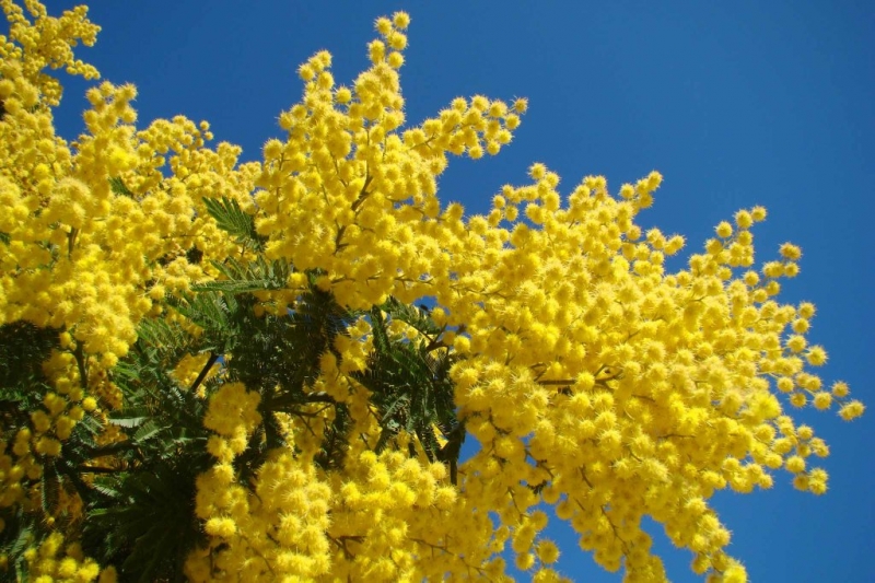 Festa della Donna, cinque giorni di eventi tra musica e letture per i più piccoli
