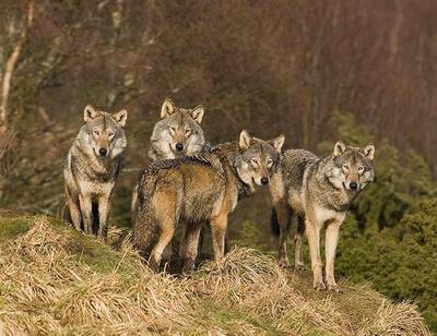 Allarme lupi. A rischio il Pecorino delle Balze volterrane. Task force fra Comune e sindaci con gli allevatori