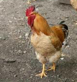 Il progetto Pollo rurale ad Agriumbria a fine marzo