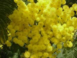 8 marzo, 30% in meno di mimose, la crisi riduce gli ordini e il maltempo fa il resto
