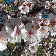 Clima, la primavera inizia con l’allarme freddo nei campi