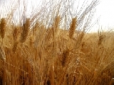 Crisi, da agricoltura opportunità per i giovani. …