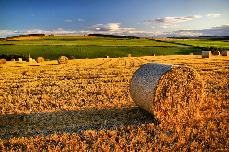 Sistema rurale toscano, motore di sviluppo che tiene botta alla crisi