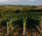 Difesa Ragionata nel Vigneto. Tre anni di esperienze in Toscana