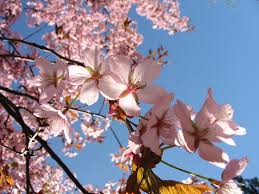 Sole e temperature miti, weekend di primavera sull’Italia