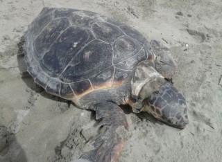 Tartaruga verde trovata spiaggiata a Lido di Camaiore