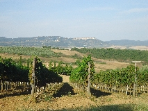 Business o buen ritiro, ecco come investono i wine lovers stranieri