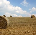 Troppo basso l’utile per le aziende agricole