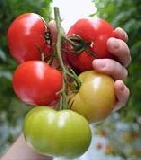 Agricoltura biologica e integrata: 20 milioni di euro per le aziende toscane
