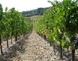Prosecco, monitoraggio per ridurre i trattamenti