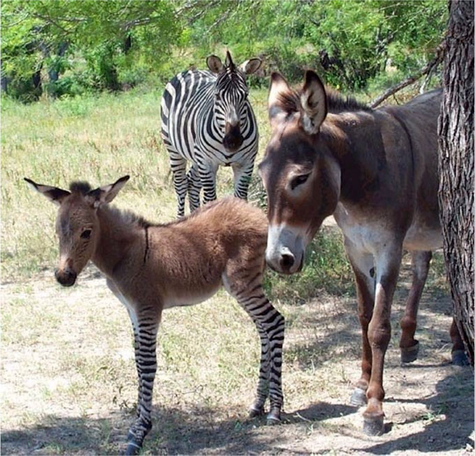 Lo zonkey Ippo ha un fratello in Usa