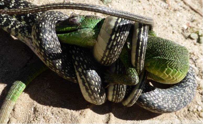 Serpente contro ramarro, la natura dà spettacolo nel Parco Nazionale dell’Arcipelago Toscano