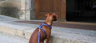 Firenze amica degli animali, per i cani libero ingresso in negozi e uffici