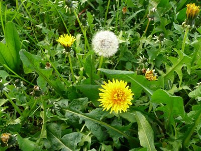 Alla scoperta delle erbe spontanee con Slow Food