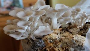 Rifiuti Zero a Capannori, a scuola i funghi nascono dai fondi di caffè