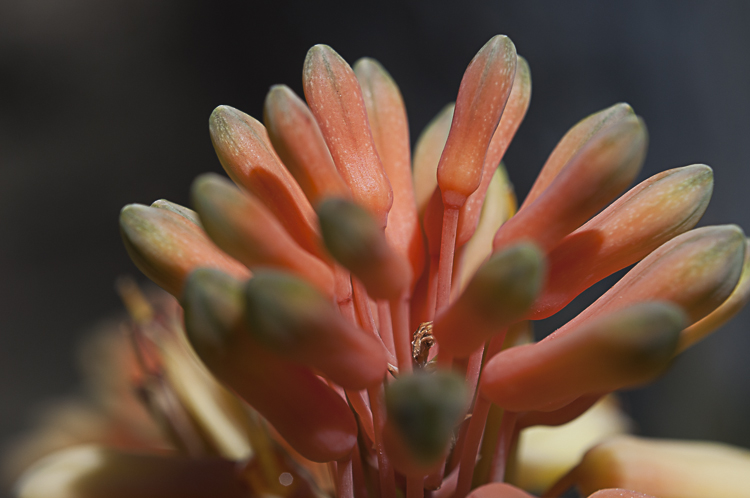 In fiore