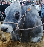 Zootecnia emiliano-romagnola chiede spazio nella riforma della Pac. E nuovo ‘pacchetto latte’