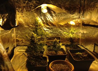 Coltivavano marijuana in casa, Carabinieri arrestano giovane coppia