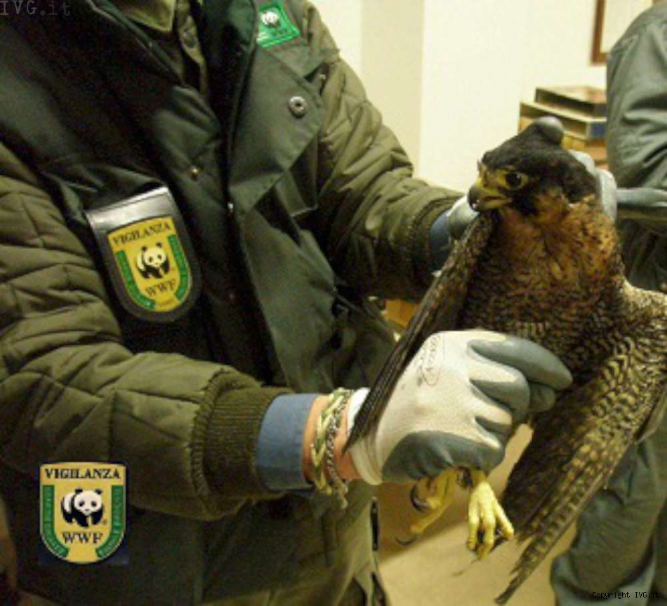 Nel 2013 in Toscana 294 violazioni rilevate dalle guardie del Wwf