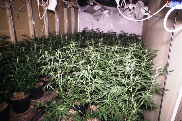 L’erba di Grace in salsa toscana. Sequestrati 5 quintali di marijuana. Tre arresti