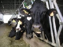 Benessere animale e sostenibilità della filiera agroalimentare. Settore da oltre 17 mld di euro