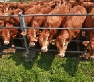 Carne bovina infetta, sequestri dei NAS in 21 province