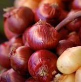 Festa di sapori ad Isernia per la fiera della cipolla