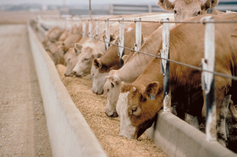 Documenti falsi per bovini infetti, 65 indagati. Sequestri Nas in Toscana