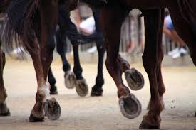 Le notifiche. Palio di Siena, conclusione indagine per 3 fantini e un veterinario di Viterbo. Accuse dal falso al maltrattamento