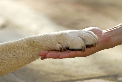 Pet therapy in reumatologia, al via lo studio pilota del Careggi