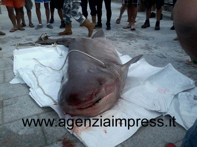 Squalo trovato morto al Giglio, nello stomaco un attrezzo da pesca