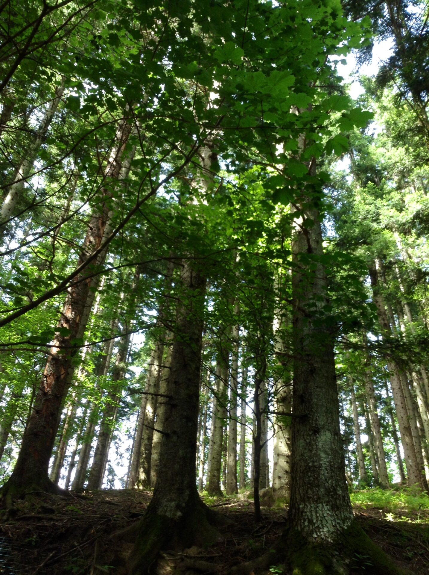 Alla scoperta dei segreti della foresta della Lama