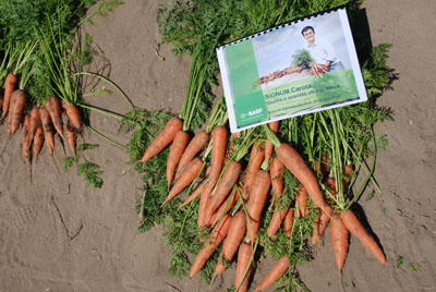 Signum Carota: Qualità e quantità oltre la difesa