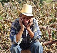 Redditometro ed attività agricola, un rischio contenibile