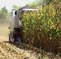 OGM: Task Force, in Friuli contaminazioni, Orlando invii ispettori