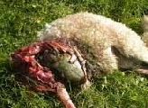 Strage di pecore nel Senese. ‘In estinzione noi pastori altro che lupi’