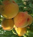 Crisi frutta estiva, appello al governo perchè intervenga sulla Commissione UE