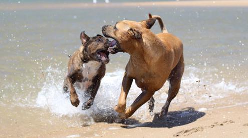 Toscana, sempre più spiagge a misura di cane