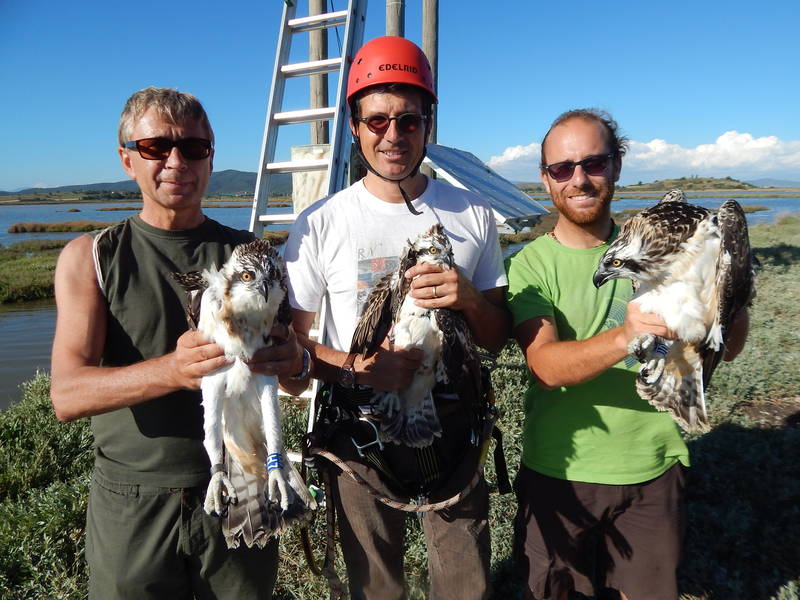 Tre esemplari di Falco pescatore lasciano la Maremma. Un sistema radio localizzerà gli spostamenti