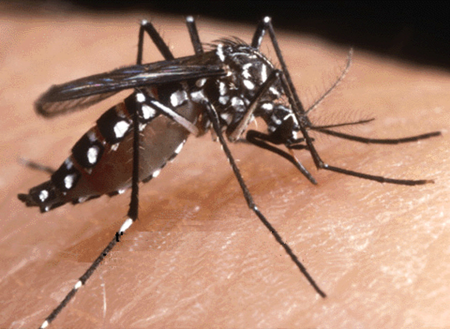 Allarme zanzara tigre in Toscana, +13% nella prima settimana di luglio