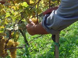 Triveneto, vendemmia 2014 in calo del 5-10%