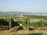 Vigneti e florovivaismo a rischio in Toscana con il nuovo Piano paesaggistico