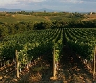Vendemmia, la Toscana autorizza aumento alcolometrico delle uve
