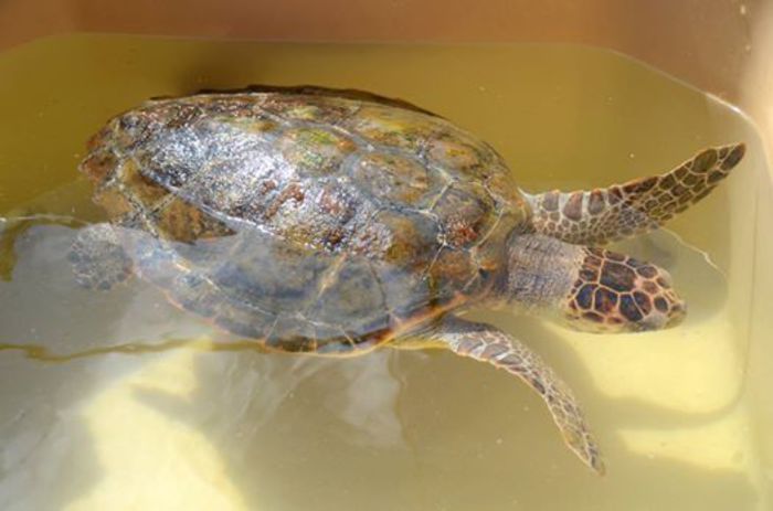 Diportista recupera Caretta Caretta in difficoltà a Capraia