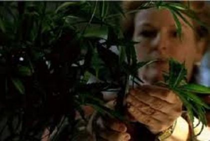 “Erba di Grace” in versione versiliese. 6 piante di marijuana in giardino, denunciato