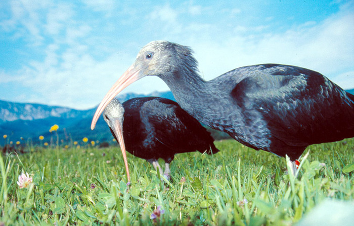 Ibis eremita, ultraleggeri guideranno il loro volo dall’Austria ad Orbetello