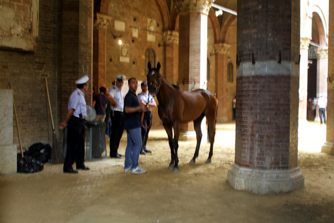 Palio, accoppiate lampo cavallo-fantino. Trecciolino resta a guardare