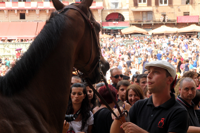 Palio, la notte non porta cambi di monta ma solo piogge. Prova posticipata, Civetta in evidenza