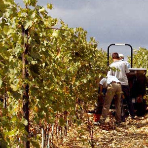 Umana Mente, l’agricoltura senese diventa sociale
