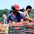 Maltempo, perso 30% pomodoro. A Foggia è calamità